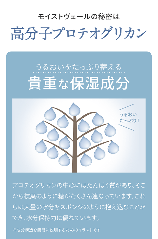 モイストヴェールの秘密は高分子プロテオグリカン　うるおいをたっぷり蓄える貴重な保湿成分　プロテオグリカンの中心にはたんぱく質があり、そこから枝葉のように糖がたくさん連なっています。これらは大量の水分をスポンジのように抱え込むことができ、水分保持力に優れています。　※成分構造を簡易に説明するためのイラストです